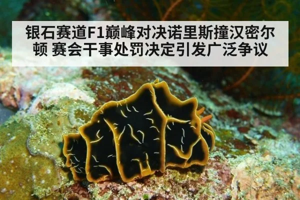 银石赛道F1巅峰对决诺里斯撞汉密尔顿 赛会干事处罚决定引发广泛争议
